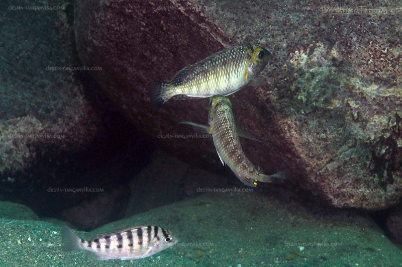 Interochromis loocki 'Mamalesa Island'